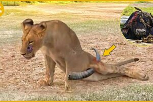 30 Bad Moments An Injured Lion Fights A Buffalo, What Happens In The Animal World? | Animal Fight