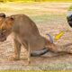 30 Bad Moments An Injured Lion Fights A Buffalo, What Happens In The Animal World? | Animal Fight