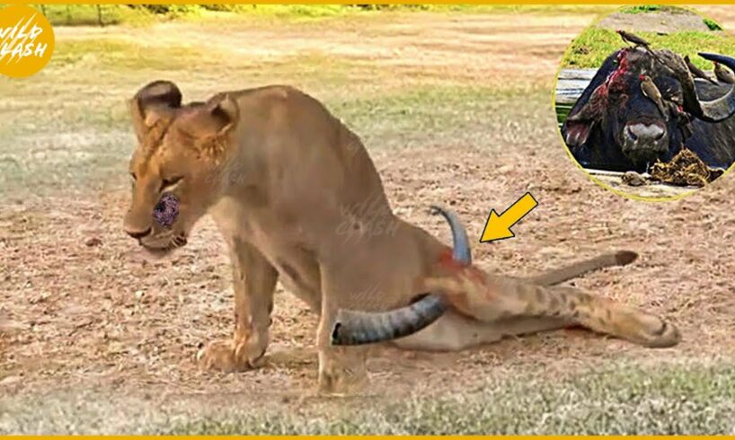 30 Bad Moments An Injured Lion Fights A Buffalo, What Happens In The Animal World? | Animal Fight