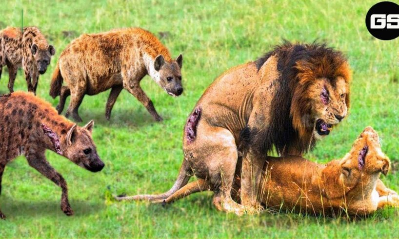 30 Lion's Beautiful Dream Breaks Down When Hyena Suddenly Attacks | Animal Fight