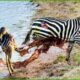 30 Moments Crocodile Attacks Lions, Zebras And Other Animals | Animal Fight