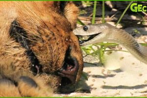 30 Scary Moment! Venomous Snake Defeats Lion With Horrible Bites | Animal Fight