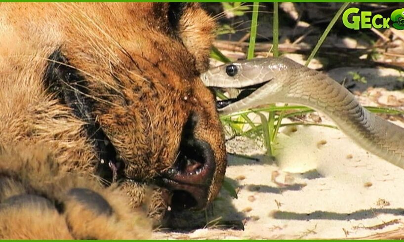 30 Scary Moment! Venomous Snake Defeats Lion With Horrible Bites | Animal Fight