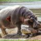 30 Terrifying Battles Between Crocodiles vs Wild Animals Recorded on Camera | Animal Fight