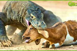35 Komodo Dragon Attacks Recorded On Camera, Don't Watch It Alone! | Animal Fight