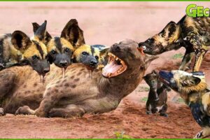 35 Moments Hyena Vs Wild Dog In A Big Fights, Who Will Win? | Animal Fight