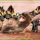 35 Moments Hyena Vs Wild Dog In A Big Fights, Who Will Win? | Animal Fight