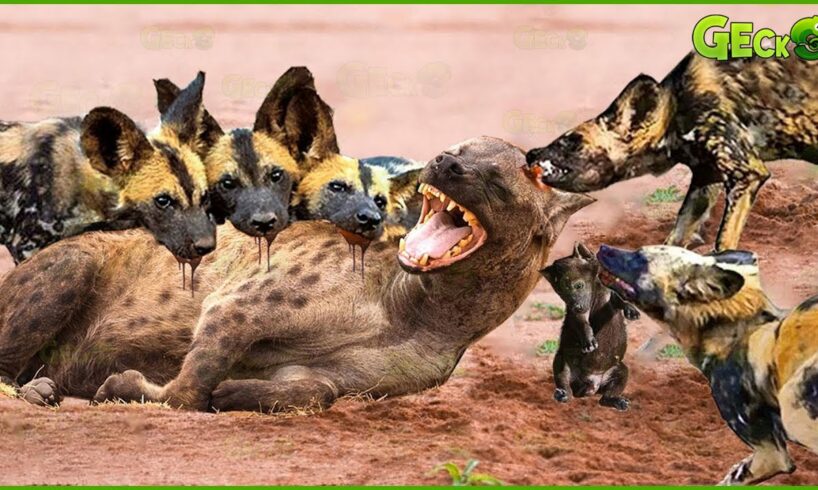 35 Moments Hyena Vs Wild Dog In A Big Fights, Who Will Win? | Animal Fight