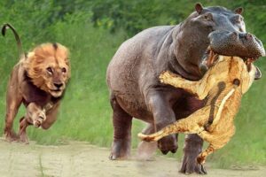 35 Painful Moments! Injured Lion Fights Hippo | Wild Animal Fight