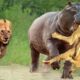 35 Painful Moments! Injured Lion Fights Hippo | Wild Animal Fight