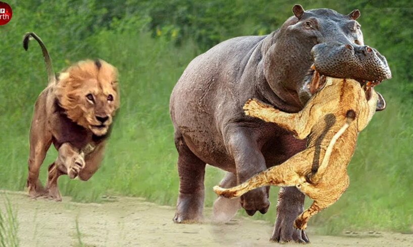 35 Painful Moments! Injured Lion Fights Hippo | Wild Animal Fight