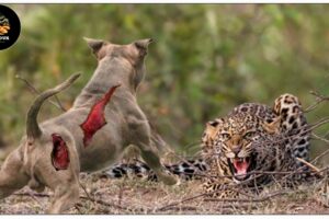 45 Moments When the Strongest Dog Fights Leopards, Tigers, Bears    Attack Caught On Camera