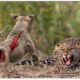 45 Moments When the Strongest Dog Fights Leopards, Tigers, Bears    Attack Caught On Camera