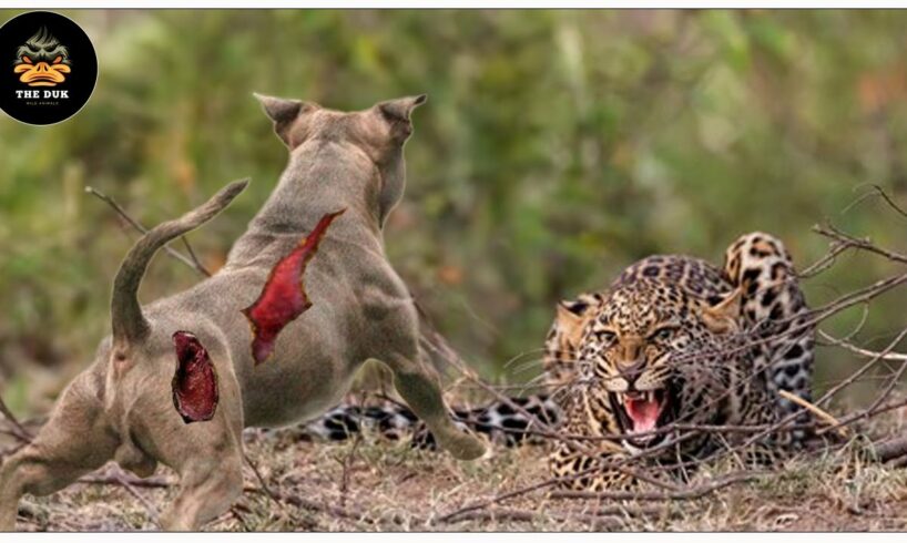 45 Moments When the Strongest Dog Fights Leopards, Tigers, Bears    Attack Caught On Camera