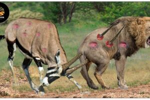 45 Painful Moments! Lion Was Injured While Fighting Antelope, Defeated By Ferocious Prey