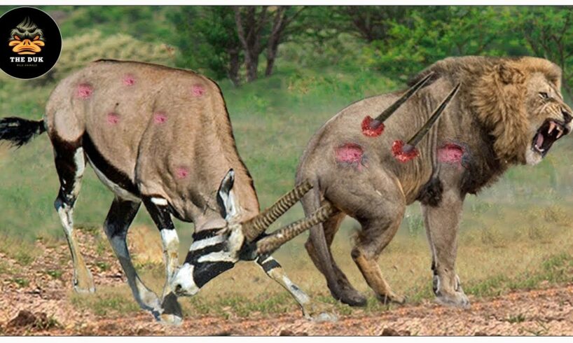 45 Painful Moments! Lion Was Injured While Fighting Antelope, Defeated By Ferocious Prey