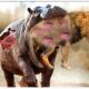 45 Painful Moments! Wounded Lion Fights Hippo, Fails Before Ferocious Prey  | Wild Animals