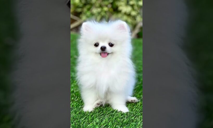 5 PROBLEMS OF POMERANIAN #short #Pomeranian #dogsbiography