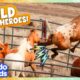 5 Wild Horses And Their Families Share One Incredible Adventure | Dodo Kids | Wild Horse Heroes