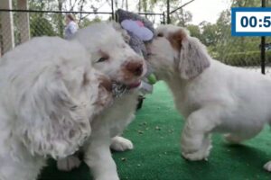 60 Seconds Compilation of Cute Puppies #2