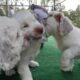 60 Seconds Compilation of Cute Puppies #2