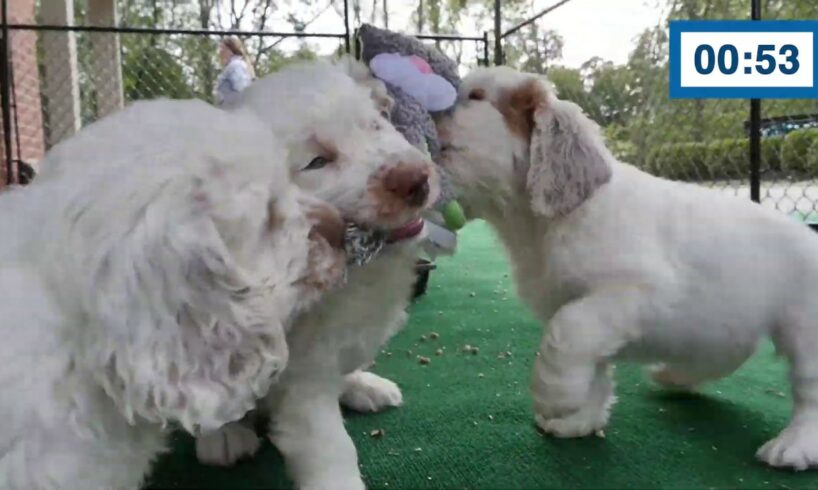 60 Seconds Compilation of Cute Puppies #2