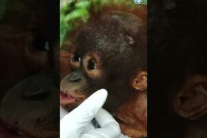 A Tiny Orangutan Is Rescued From A Village In Indonesia!