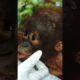 A Tiny Orangutan Is Rescued From A Village In Indonesia!