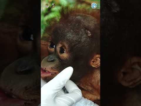 A Tiny Orangutan Is Rescued From A Village In Indonesia!