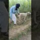 A boy is playing with the Dog and each other #shorts #viral
