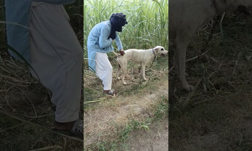 A boy is playing with the Dog and each other #shorts #viral