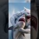 A cat fights with a shark 😺#viral#shorts#trending#cute