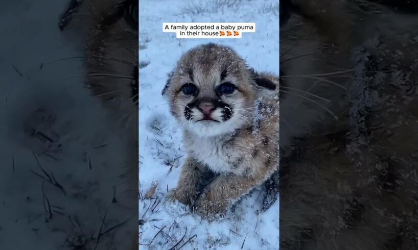 A family adopted a baby puma #shorts