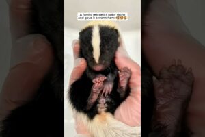 A family rescued a baby skunk and gave it a warm home #Shorts#animals