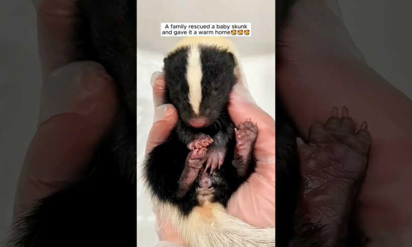 A family rescued a baby skunk and gave it a warm home #Shorts#animals