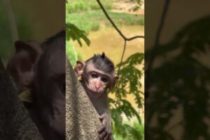 A little monkeys playing  on tree #love #shortsvideo #cute #funnyvideo #funny