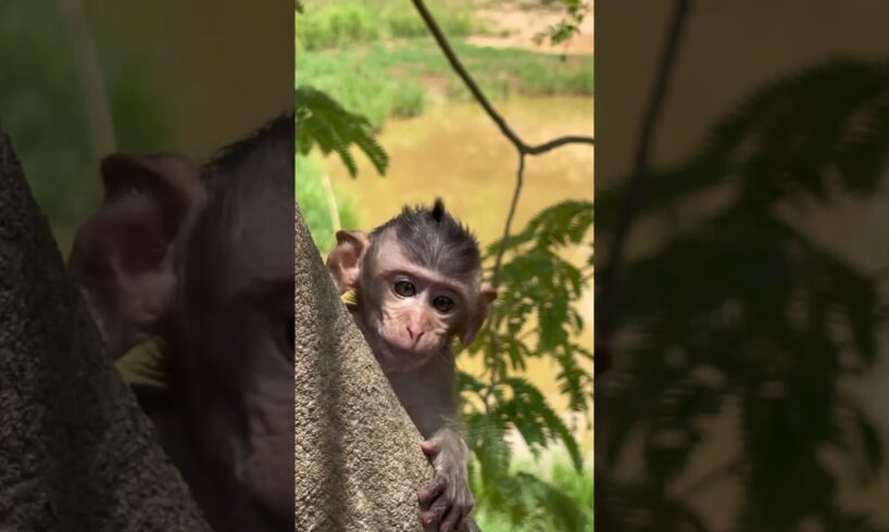 A little monkeys playing  on tree #love #shortsvideo #cute #funnyvideo #funny