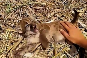 A man rescued an orphaned lynx, he took it home and scared the neighbors