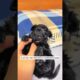 A young man rescued an orphaned puppy #shorts #animals