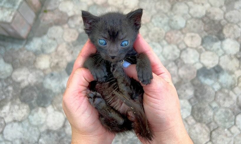 ABANDONED KITTEN FOUND IN PARKING LOT!