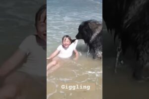 AMAZING Dog Rescues Little Girl From Ocean! #dog #beach #rescue #attack #viral #trending