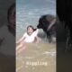 AMAZING Dog Rescues Little Girl From Ocean! #dog #beach #rescue #attack #viral #trending