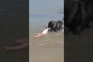 AMAZING Dog Rescues Little Girl From Ocean! 🥺 #funnyvideo #dogs #shorts