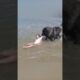 AMAZING Dog Rescues Little Girl From Ocean! 🥺 #funnyvideo #dogs #shorts