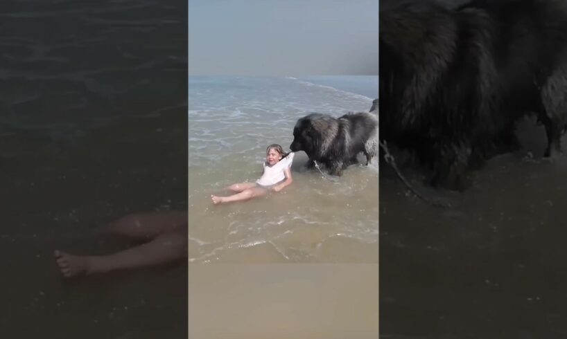 AMAZING Dog Rescues Little Girl From Ocean! 🥺 #funnyvideo #dogs #shorts