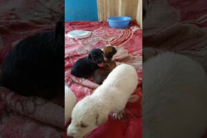 Abandoned Puppies Rescue 🛟#shorts #puppy #newbornpuppy #abandonedpuppy #rescue #saveanimals #viral