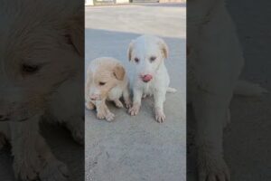 Abandoned Puppies Rescue #shorts #rescue #puppies #rescuepuppy #abandonedpuppy #puppy #fyp #viral