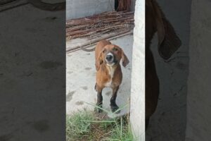 Abandoned Puppy Rescue 😭🛟#shorts #rescuedog #abandonedpuppy #puppyrescue #puppy #adopt #viral #fyp