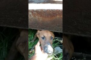 Abandoned Puppy Rescue😭🛟#shorts #rescue #abandonedpuppy #straydogs #rescuepuppy #shelter #fyp #viral