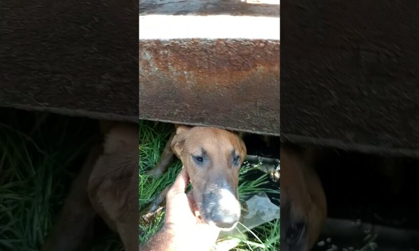 Abandoned Puppy Rescue😭🛟#shorts #rescue #abandonedpuppy #straydogs #rescuepuppy #shelter #fyp #viral